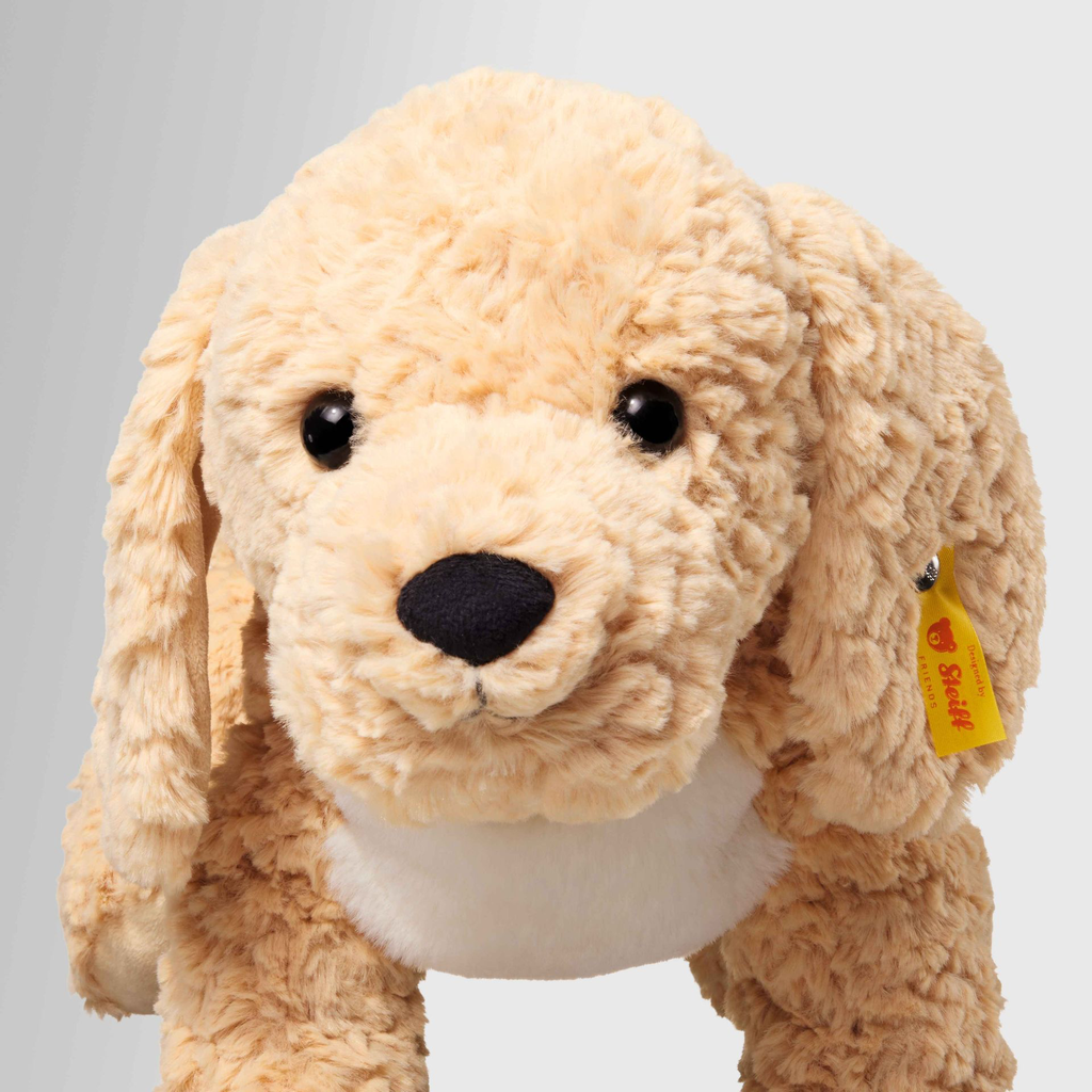 berno-goldendoodle-067075-2.webp