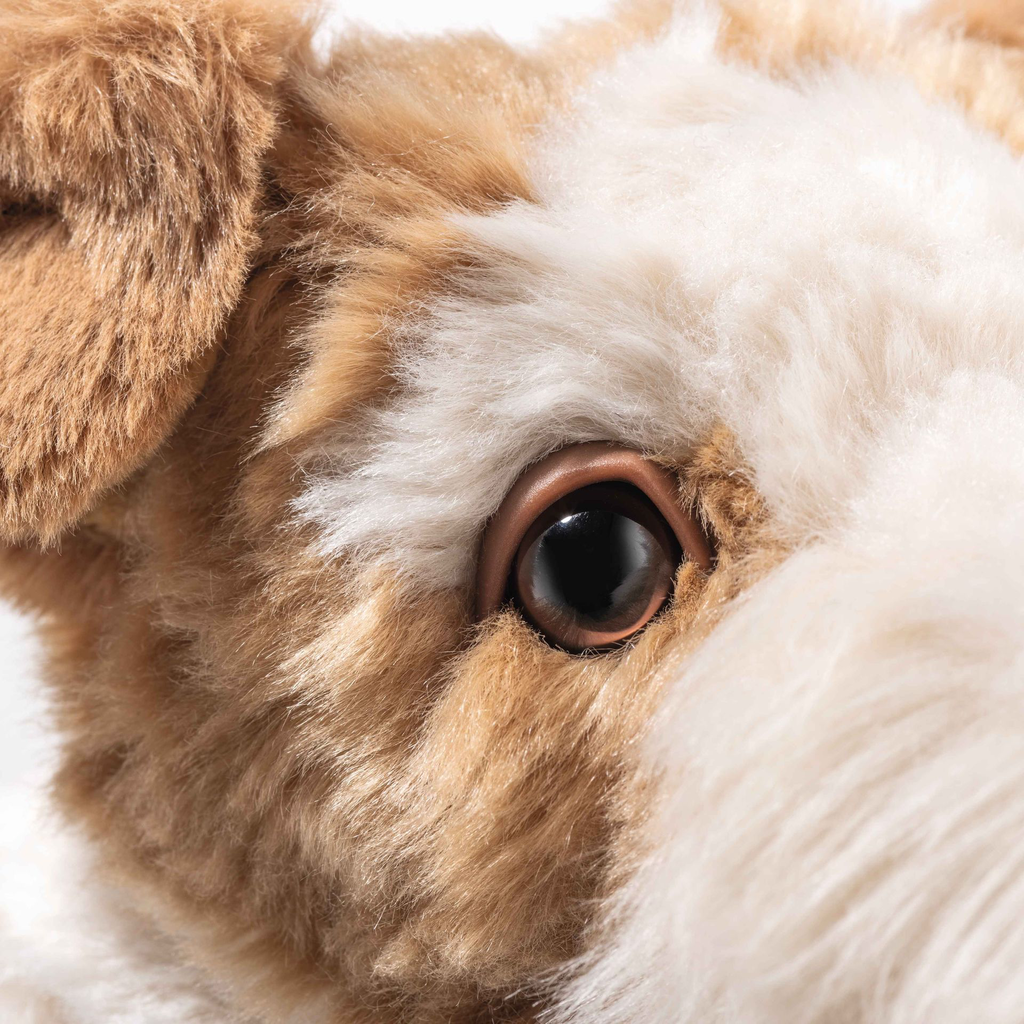 foxy-foxterrier-076862-5.webp